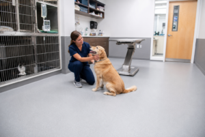 What Flooring Works Best for Veterinary Clinics and Animal Care Facilities?